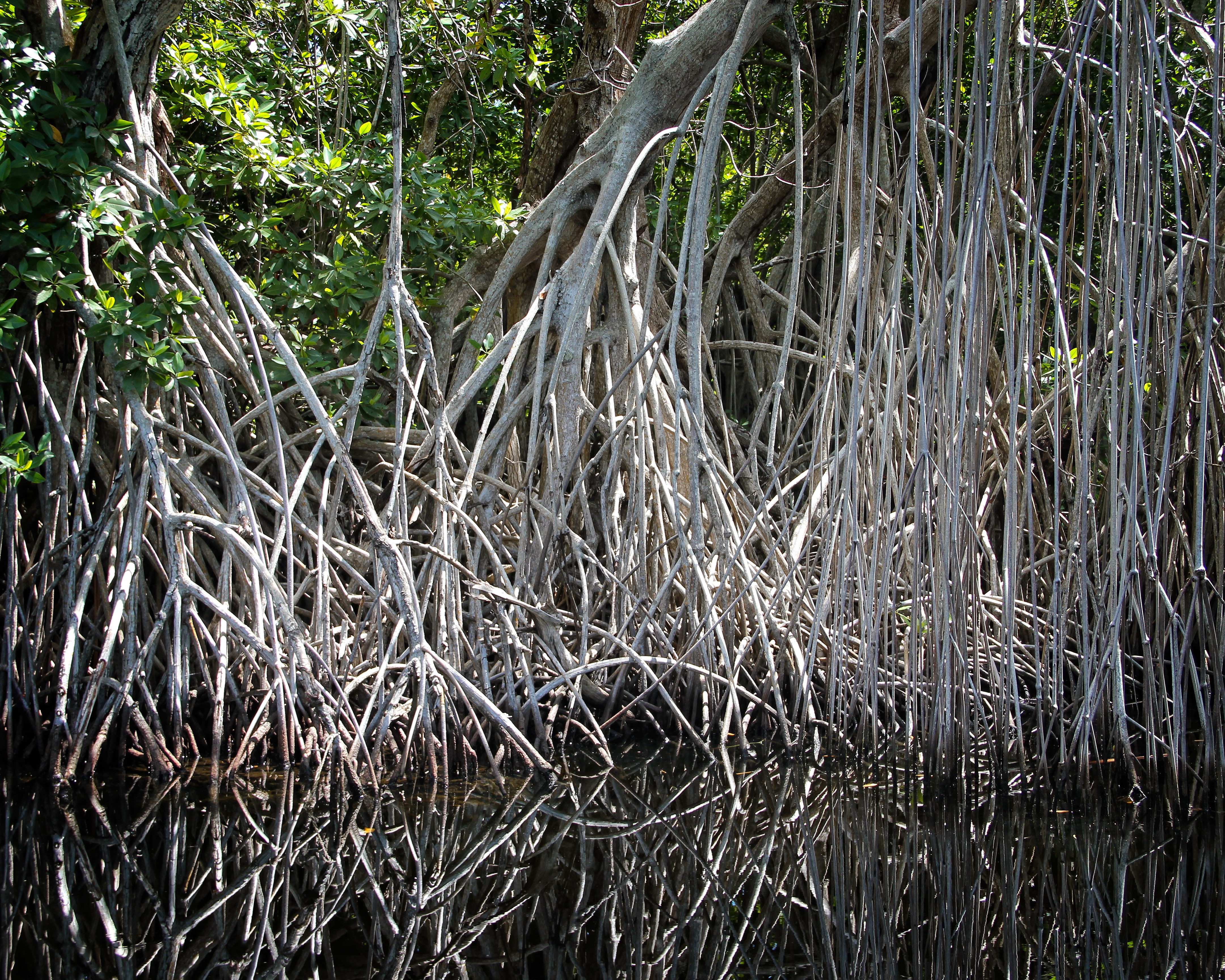 Imersão no Mangue de Maracaípe